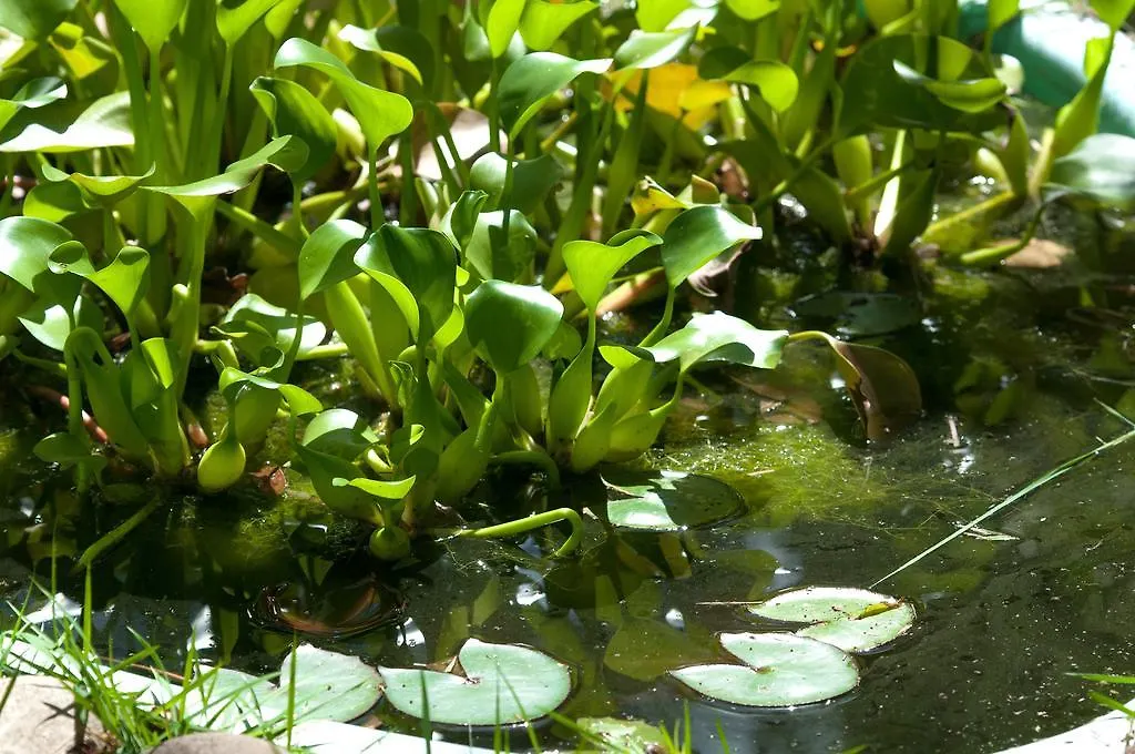 פורטו סגורו Pousada Atlantida פורטו סגורו